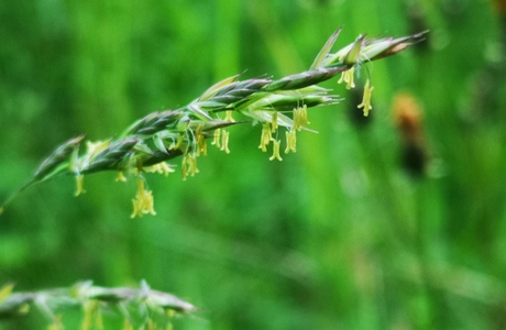 Wiesen-Schwingel (Festuca pratensis) - © Bernard Wieser